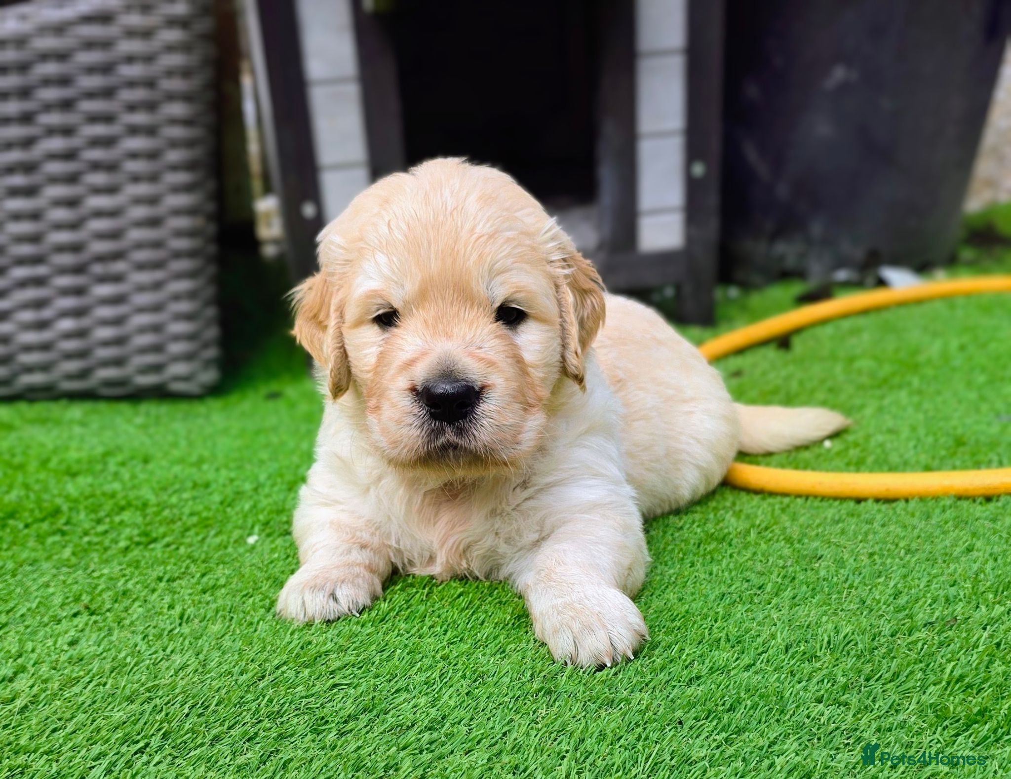 Golden Retriever dogs Adorable KC Registered Golden Retriever Pups - Advert 2