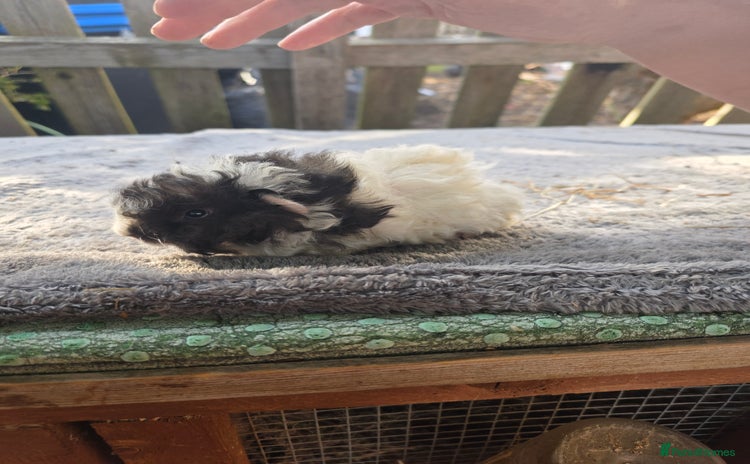 Guinea Pig rodents - Advert 12
