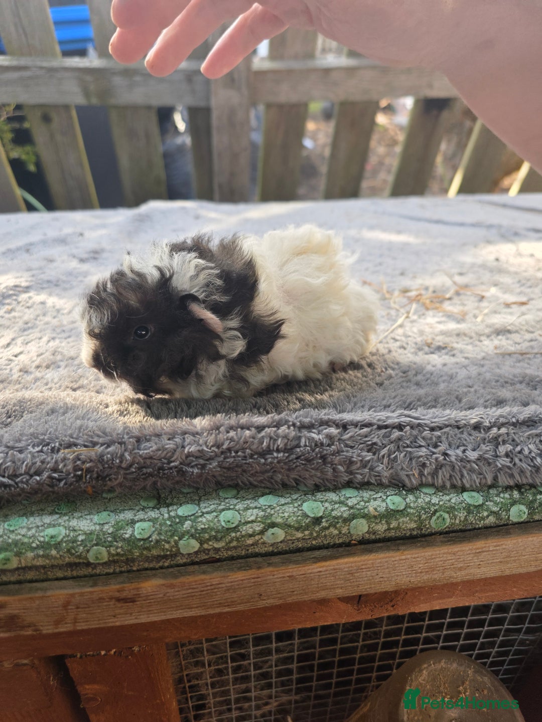 Guinea Pig rodents for sale: Baby Guinea pigs  - Image 1
