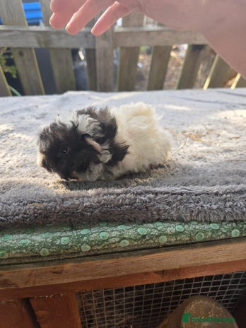 Guinea Pig rodents - Advert 7