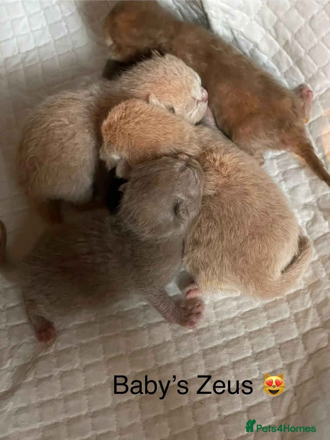 British Shorthair cats for stud: Chocolate British shorthair GCCF Active in London - Advert 6