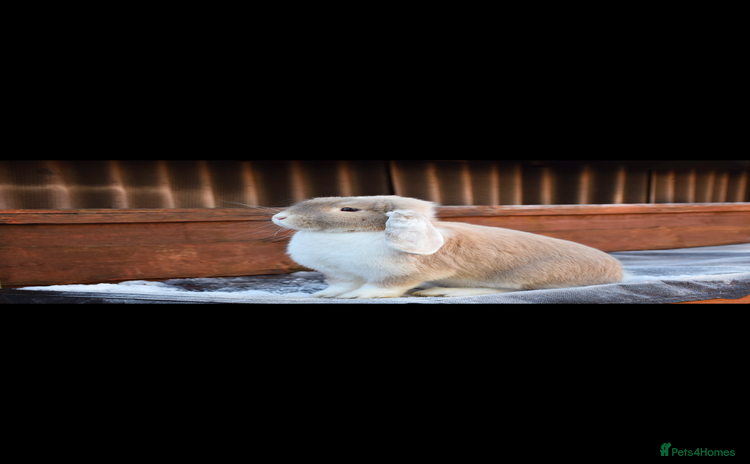 Mini Lop rabbits - Advert 11
