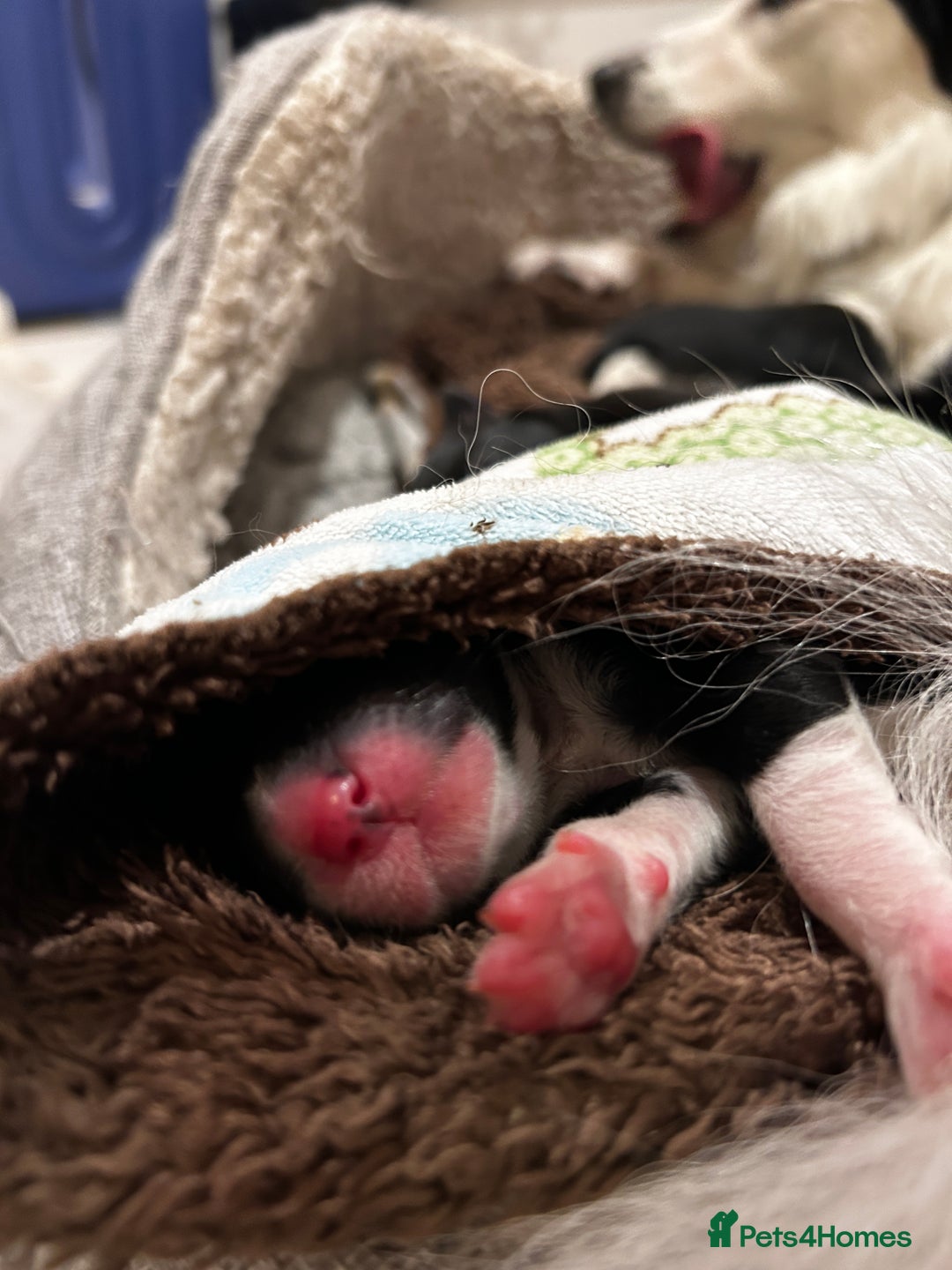 Border Collie dogs for sale: 5⭐️breeder KC DNA tested champions border collie  - Advert 25