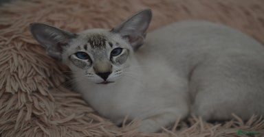 Siamese cats in Stowmarket - Advert 1