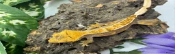 Gecko reptiles for sale: Crested gecko collection for sale  - Advert 18