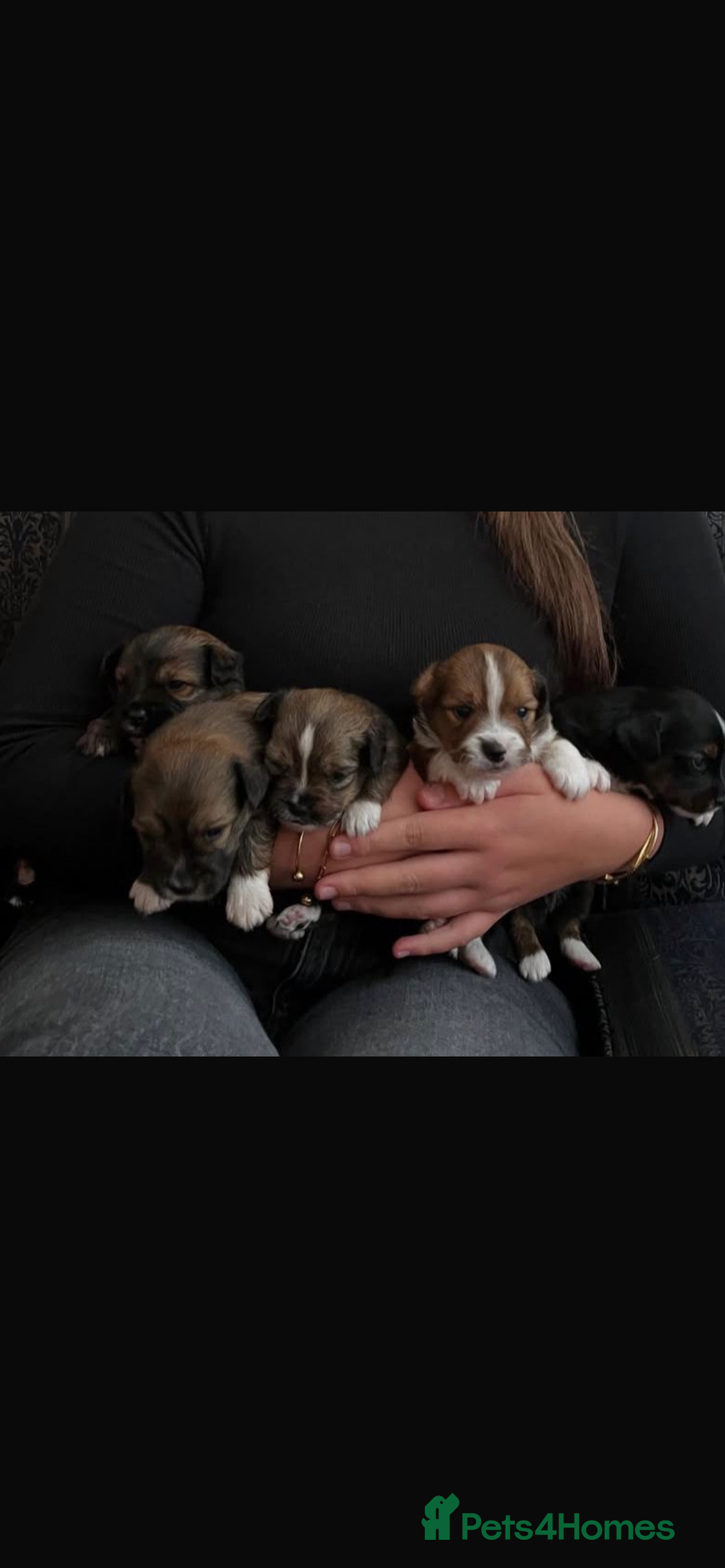 Mixed Breed dogs for sale: Lhasa Apso/ Jackhuahua puppies  - Image 6