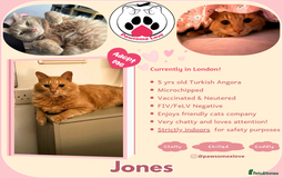 Mixed Breed cats for adoption: [Indoors Only] Jones - A lovely charming boy - Image 7
