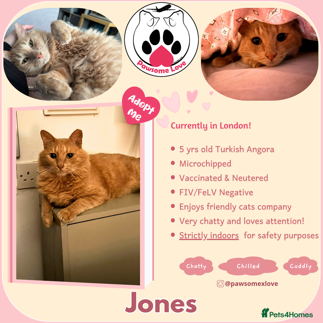 Mixed Breed cats for adoption: [Indoors Only] Jones - A lovely charming boy - Image 7