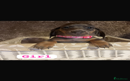 Dachshund dogs for sale: Dachshund  - Image 6