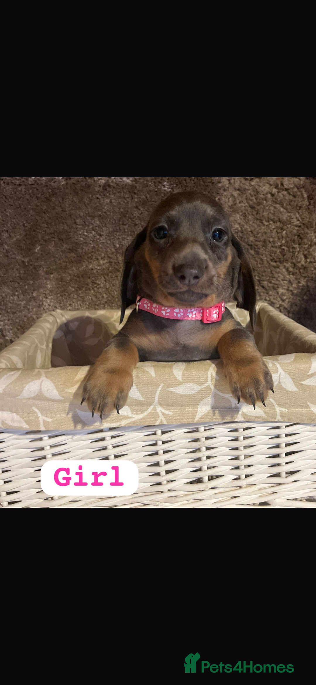 Dachshund dogs for sale: Dachshund  - Image 6