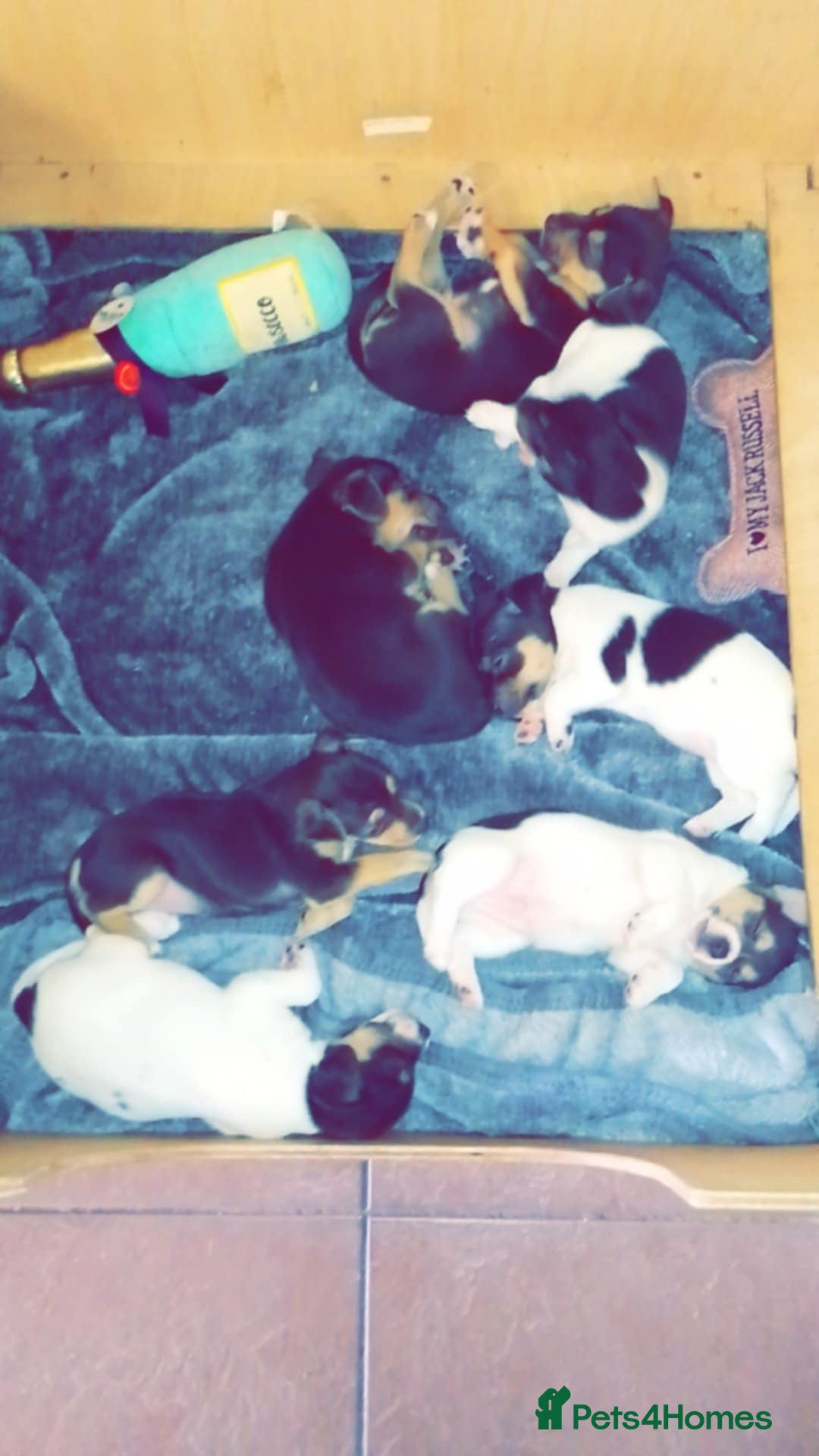 Jack Russell dogs for sale: Beautiful litter of Jack Russell pups - Image 12
