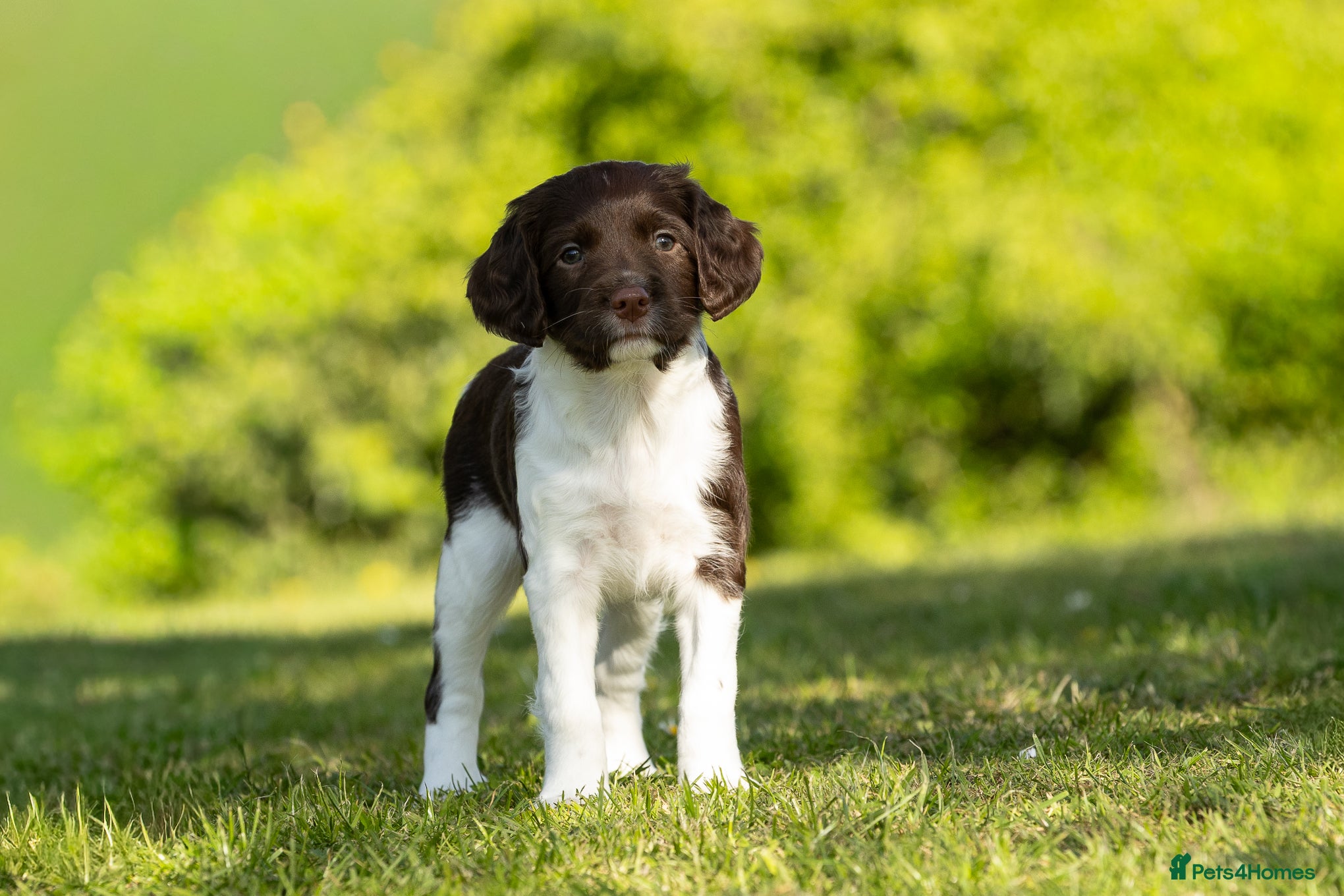 English Springer Spaniel dogs Fourth generation home bred puppies. - Advert 2