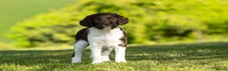 English Springer Spaniel dogs for sale: Fourth generation home bred puppies. in Whitchurch - Advert 2
