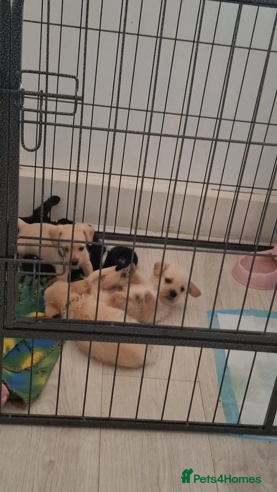 Mixed Breed dogs for sale: Beautiful healthy chiapoo's in Newcastle upon Tyne - Advert 2