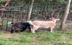 Goats livestock for sale: Gorgeous pigmy goats for sale - Image 3