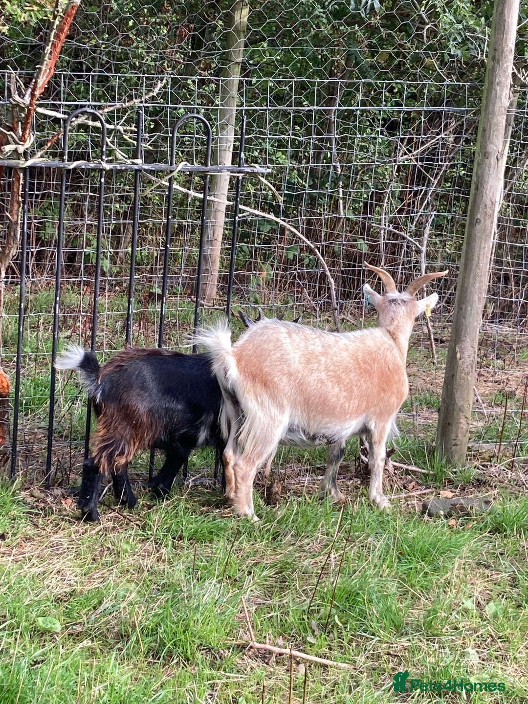 Goats livestock for sale: Gorgeous pigmy goats for sale - Image 3