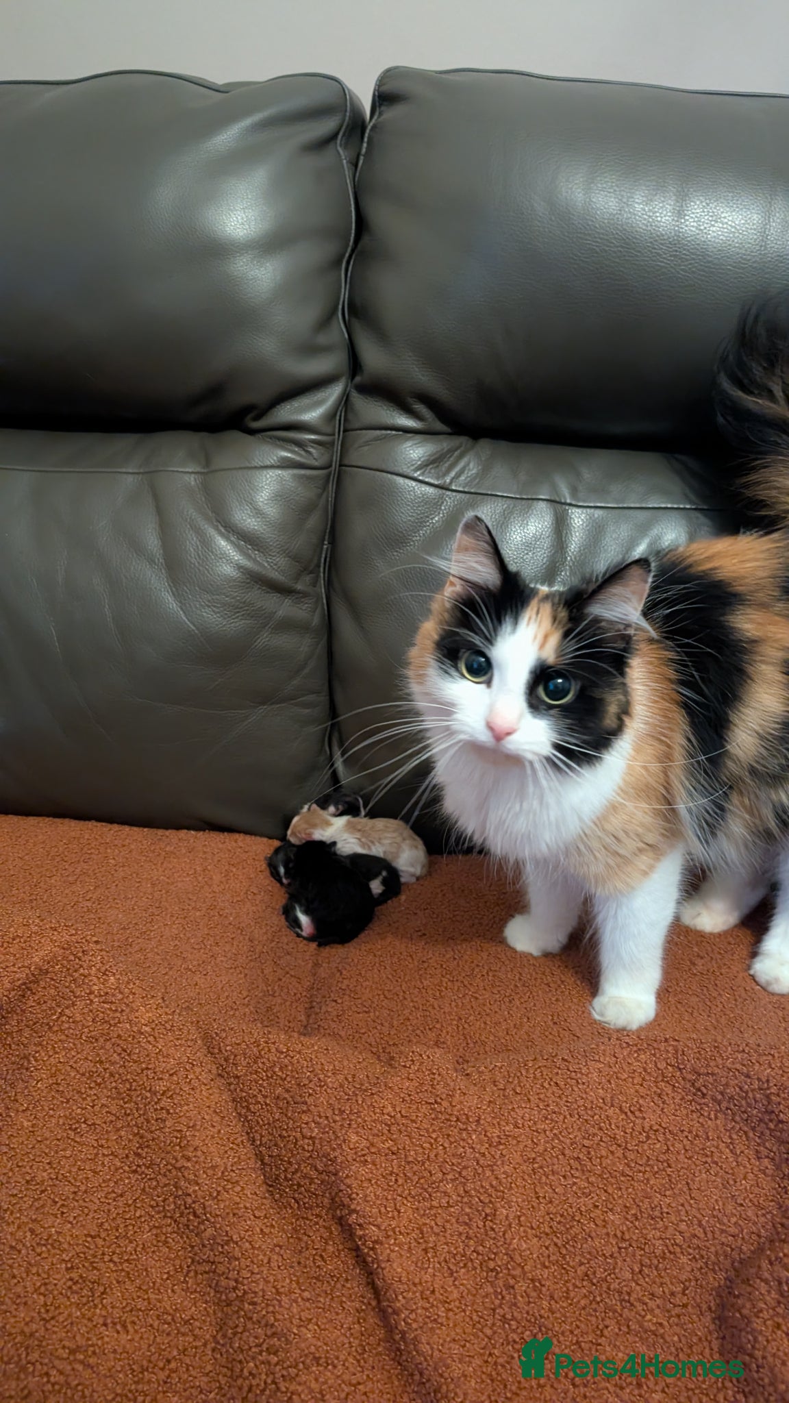 Mixed Breed cats 4 adorable kittens black, and grey and white - Advert 3