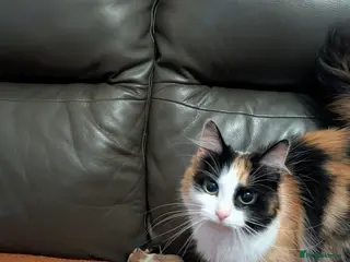 Mixed Breed cats 4 adorable kittens black, and grey and white - Advert 3