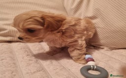 Maltipoo dogs for sale: F1 tiny maltipoo teddies  - Image 8