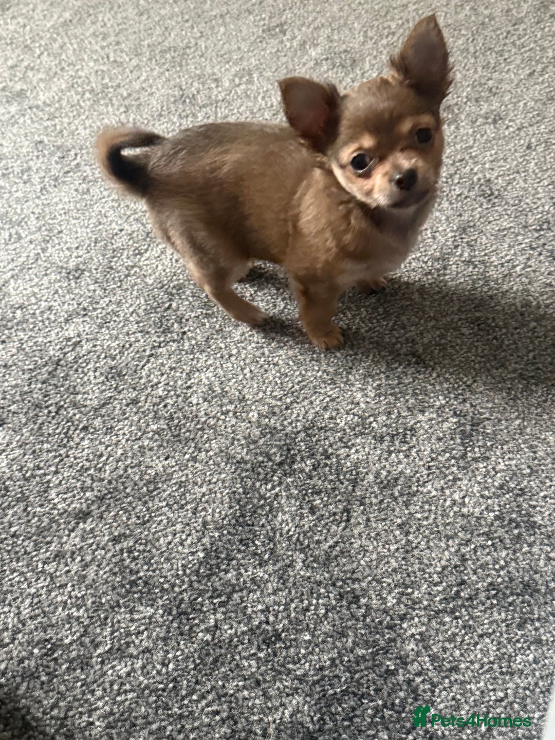 Chihuahua dogs for sale: Female Chihuahua Ready now   - Advert 3