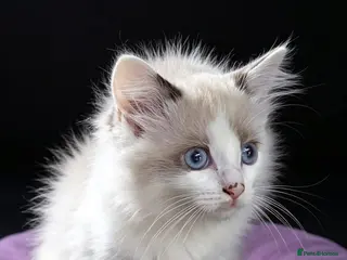Ragdoll cats Beautiful full ragdoll kittens - Advert 1