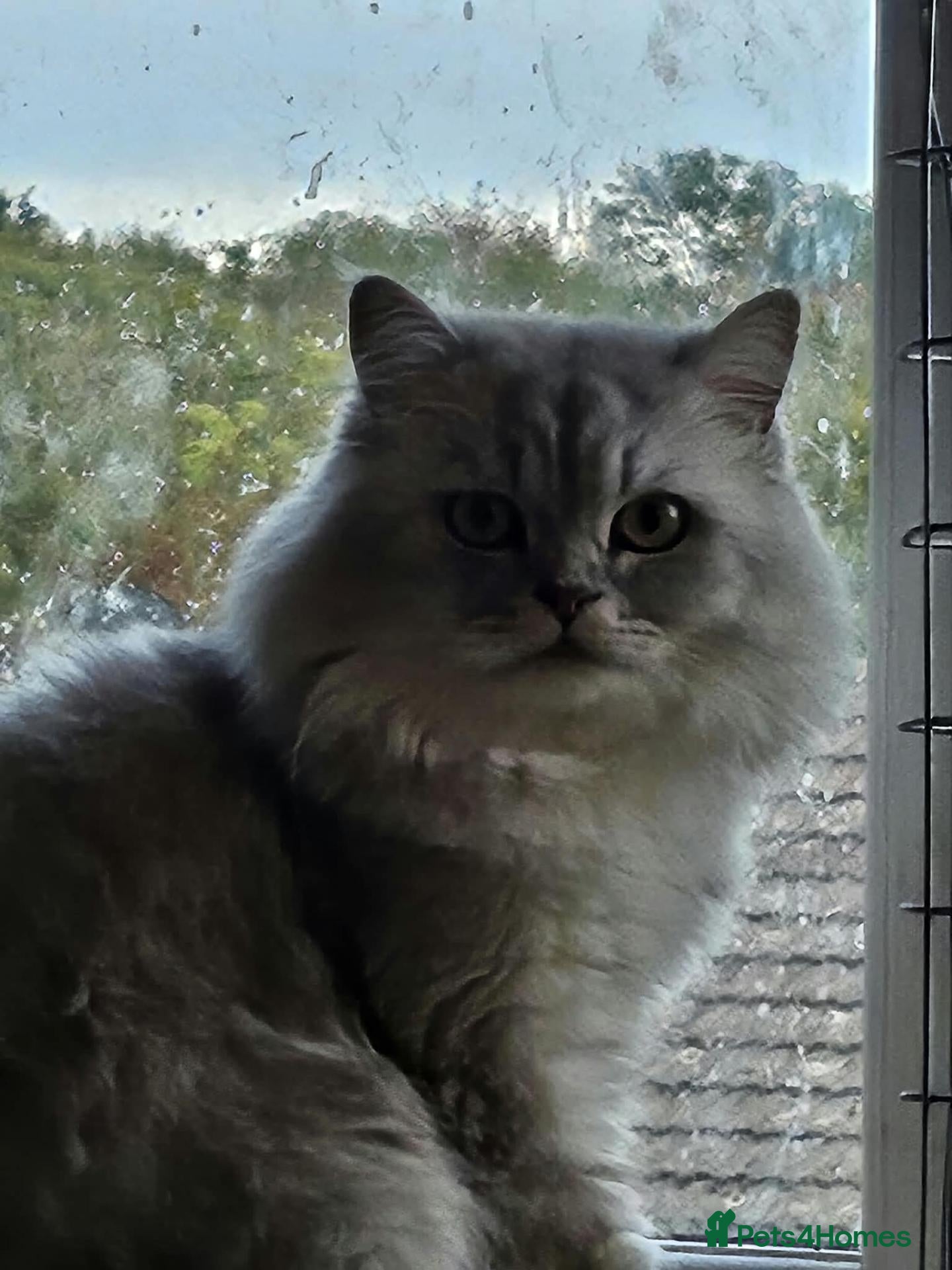 British Shorthair cats BSH and BLH - Advert 2