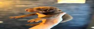Dobermann Puppy 8