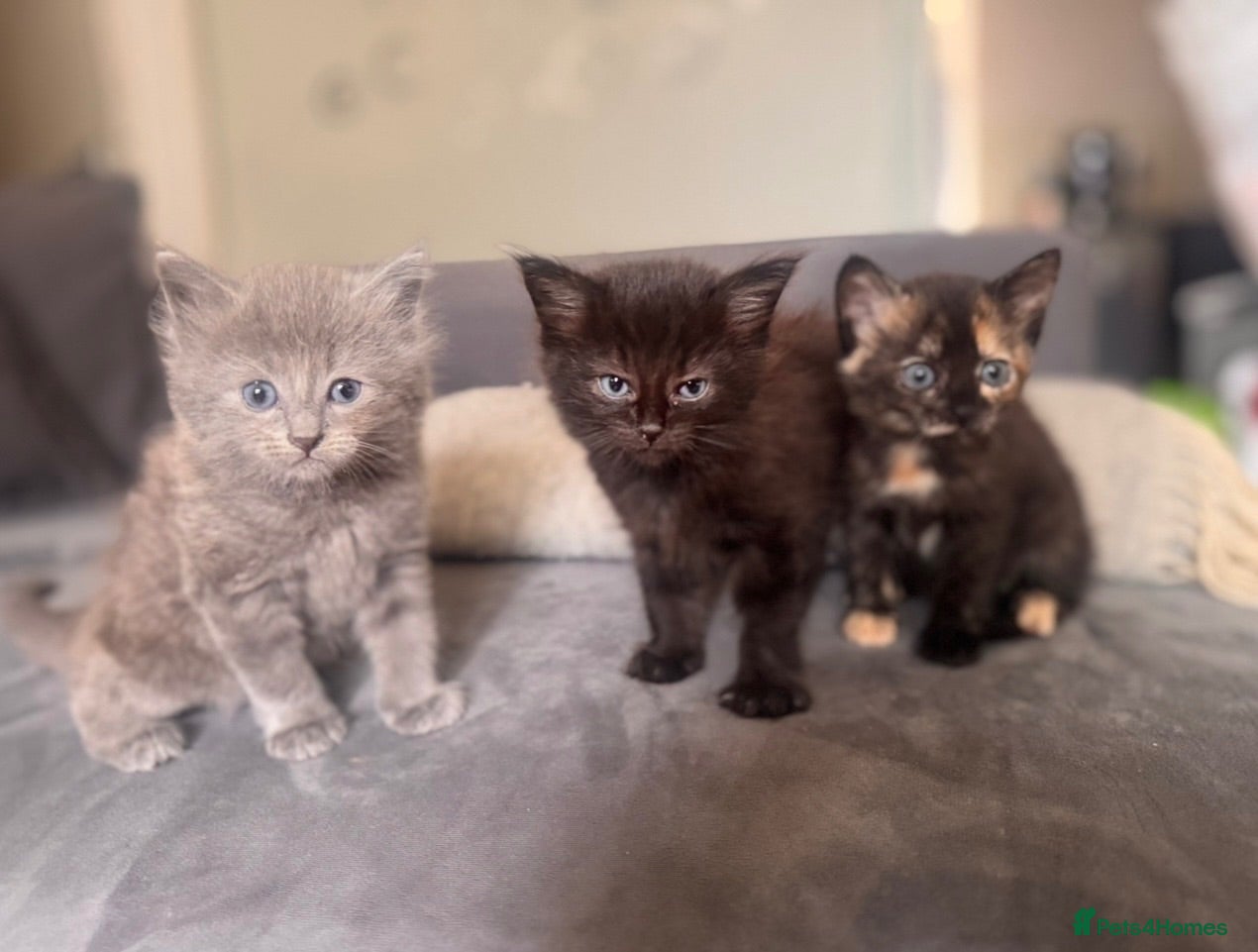 Mixed Breed cats Kittens - Advert 6