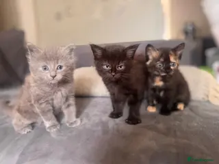 Mixed Breed cats Kittens - Advert 1