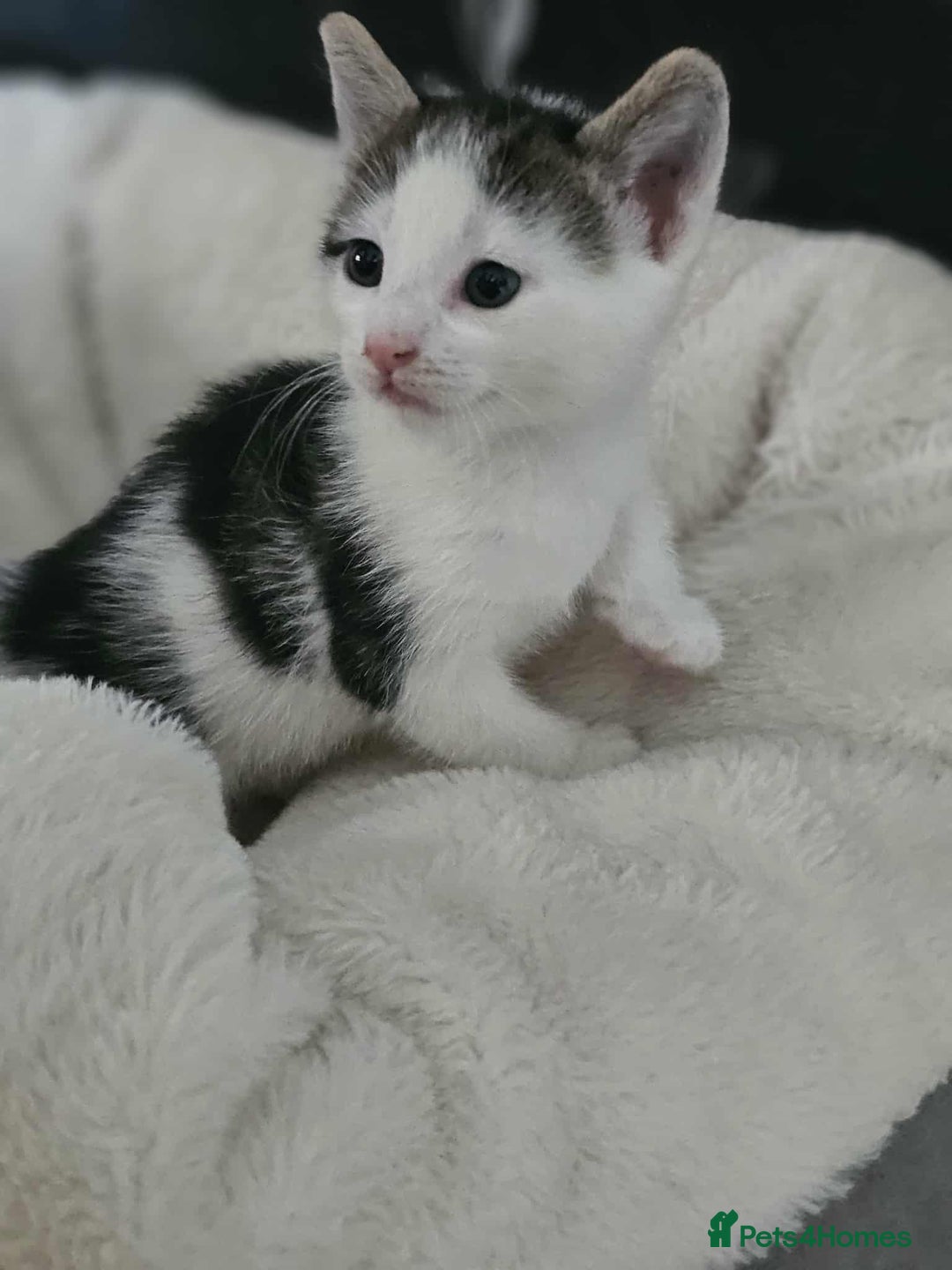 Mixed Breed cats for sale: 6 beautiful boys  - Image 13