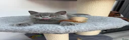 British Shorthair cats for sale: British shorthair Kitten  - Advert 3