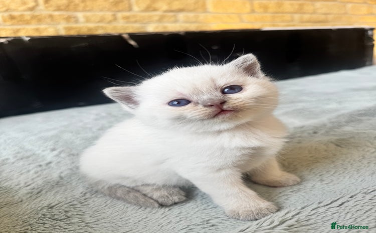 British Shorthair cats - Advert 6
