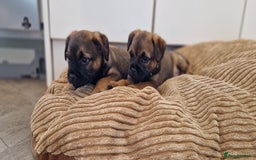 Border Terrier dogs for sale: DNA Health Tested Border Terrier pups (Boys) - Image 9