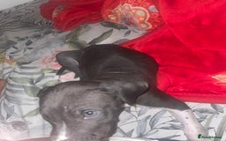 Mixed Breed dogs for sale: Italian greyhound mixed with Dalmatian - Image 2