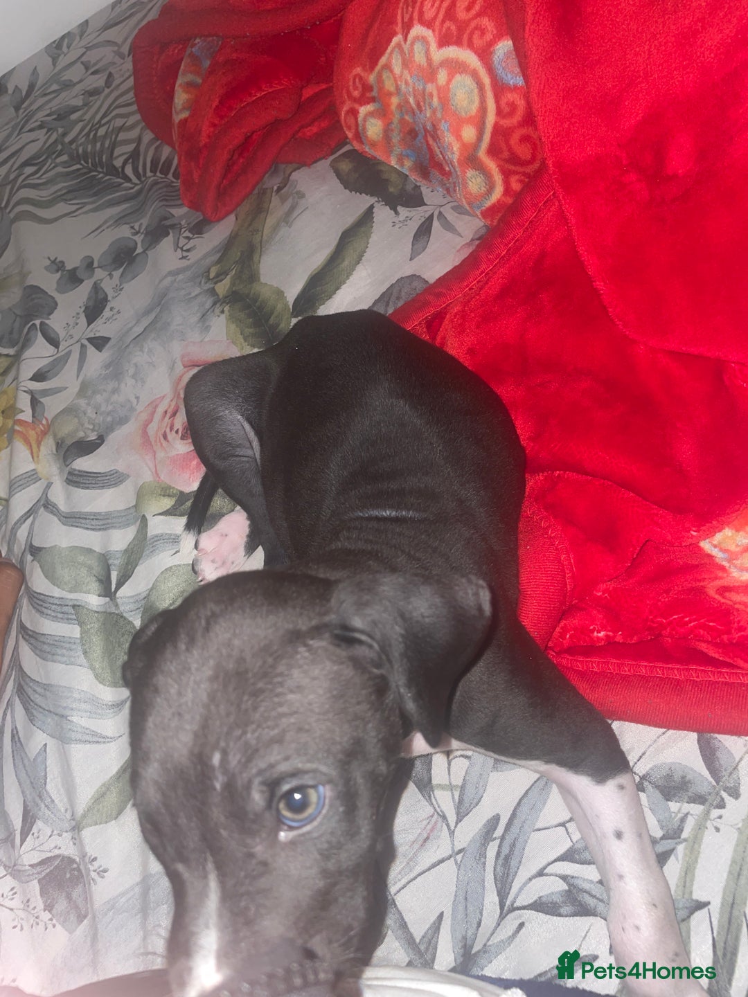 Mixed Breed dogs for sale: Italian greyhound mixed with Dalmatian - Image 2