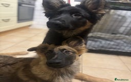 German Shepherd dogs for sale: 2x female German shepherd pups available  - Advert 4