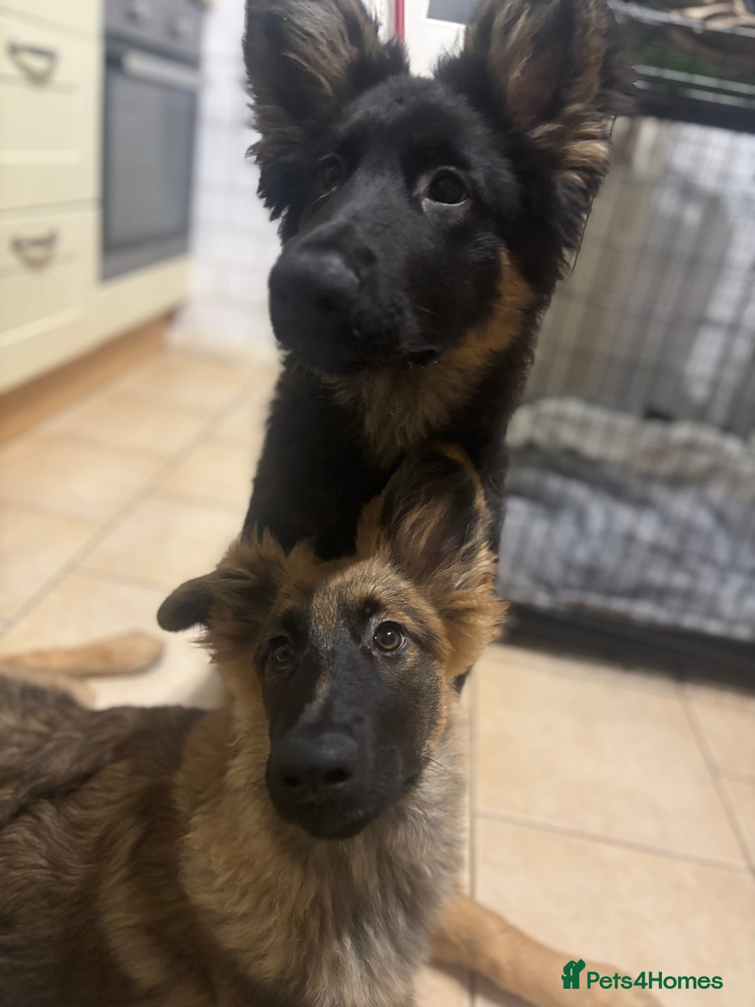 German Shepherd dogs for sale: 2x female German shepherd pups available  - Advert 4