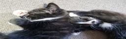 Mixed Breed cats for sale: Tobi and Poppy are looking for a new home - Advert 4