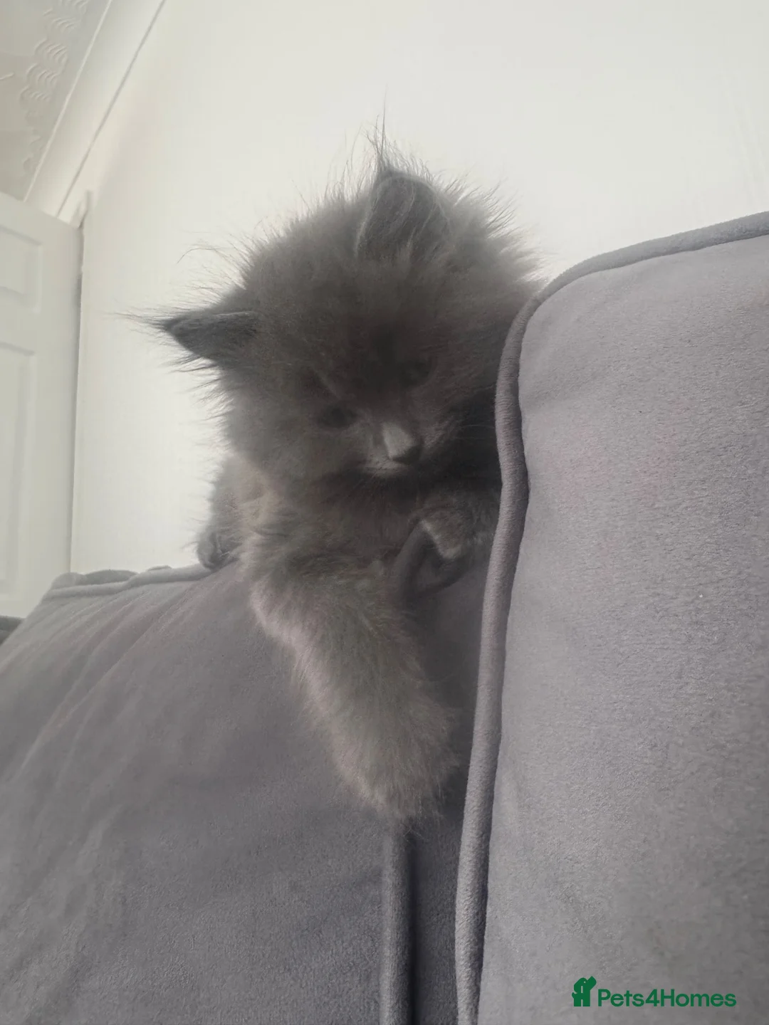 Mixed Breed cats for sale: Rag doll x blue Russian kitten  in Birmingham - Advert 3