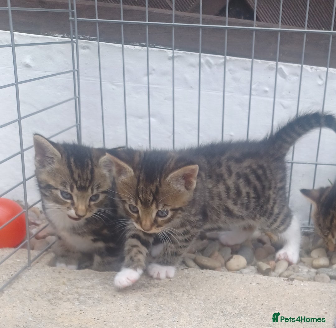 Mixed Breed cats for sale: Gorgeous Bengal x babies **READY NOW** - Image 21