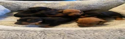 Dachshund dogs for sale: Miniature dashund  - Advert 3