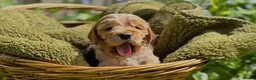 Cocker Spaniel dogs for sale: Outstanding show cocker spaniels - KC in Leicester - Advert 20