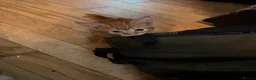 Ragdoll cats for sale: Ragdoll X kittens  - Advert 8