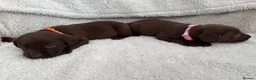 Labrador Retriever dogs for sale: Chocolate Labrador Puppies - Advert 16