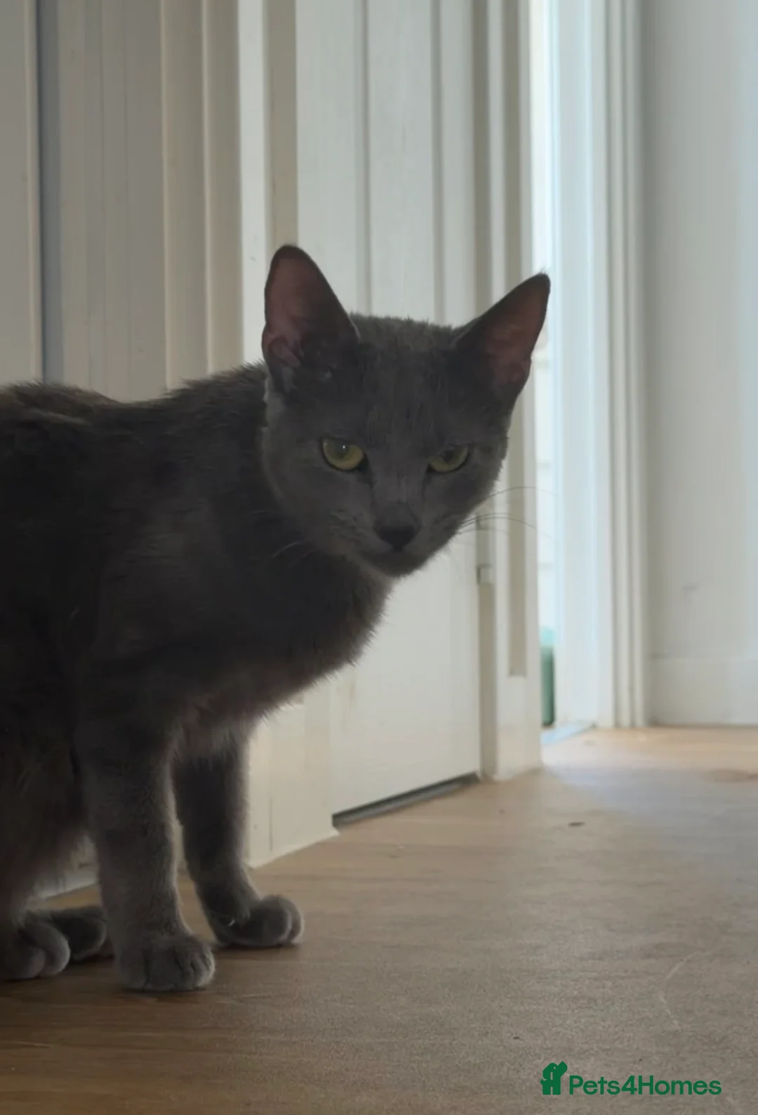 Mixed Breed cats for sale: cats  in Canterbury - Advert 1
