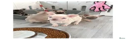French Bulldog dogs for stud: Full new shade Isabella stud ( now available ) in Hastings - Advert 12