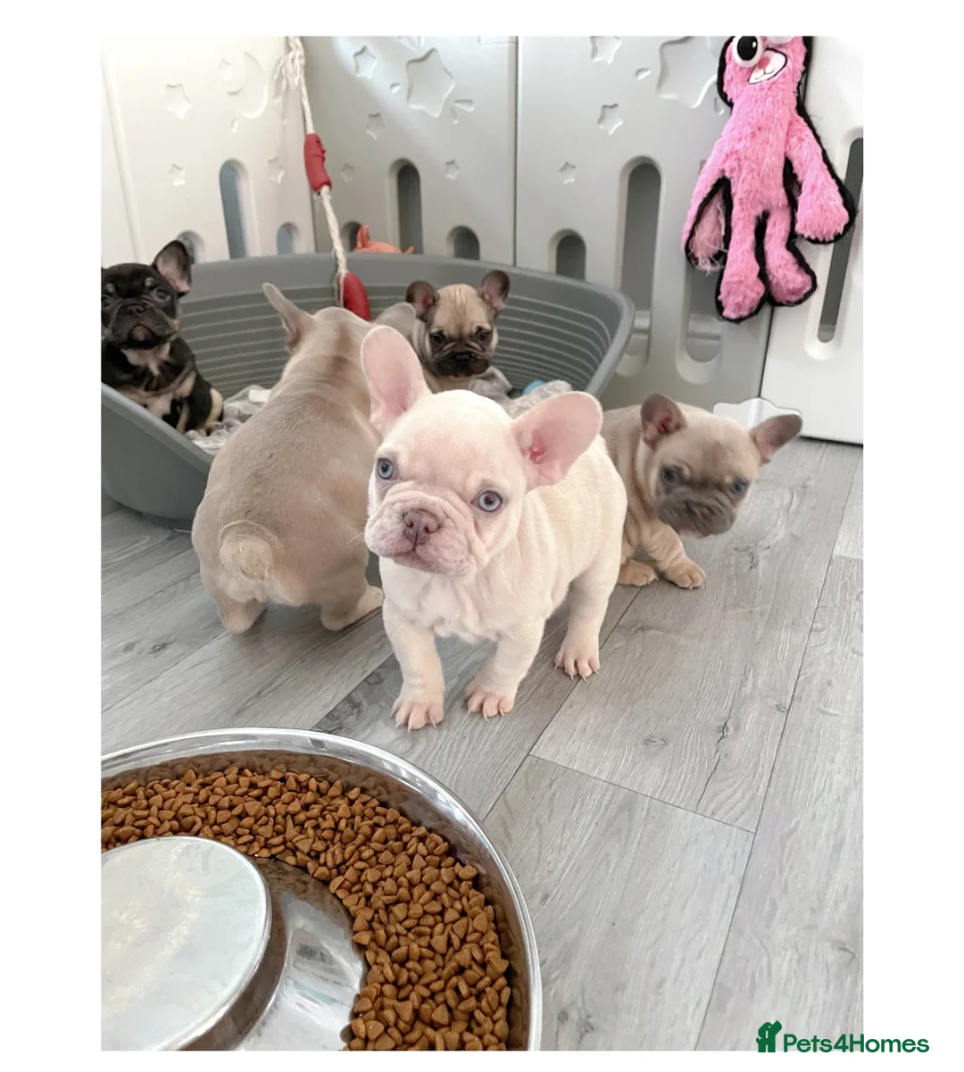 French Bulldog dogs for stud: Full new shade Isabella stud ( now available ) in Hastings - Advert 12