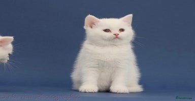 British Shorthair cats - Advert 15