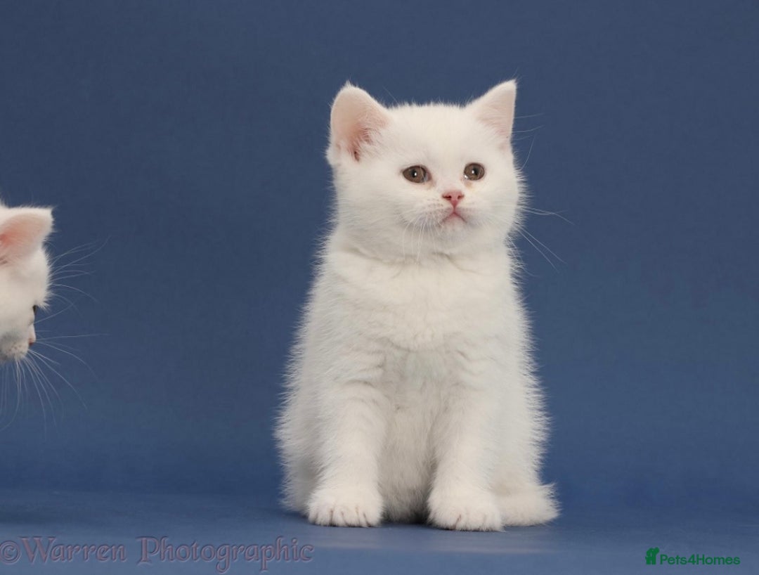 British Shorthair cats for sale: Stunning British shorthair - Image 10