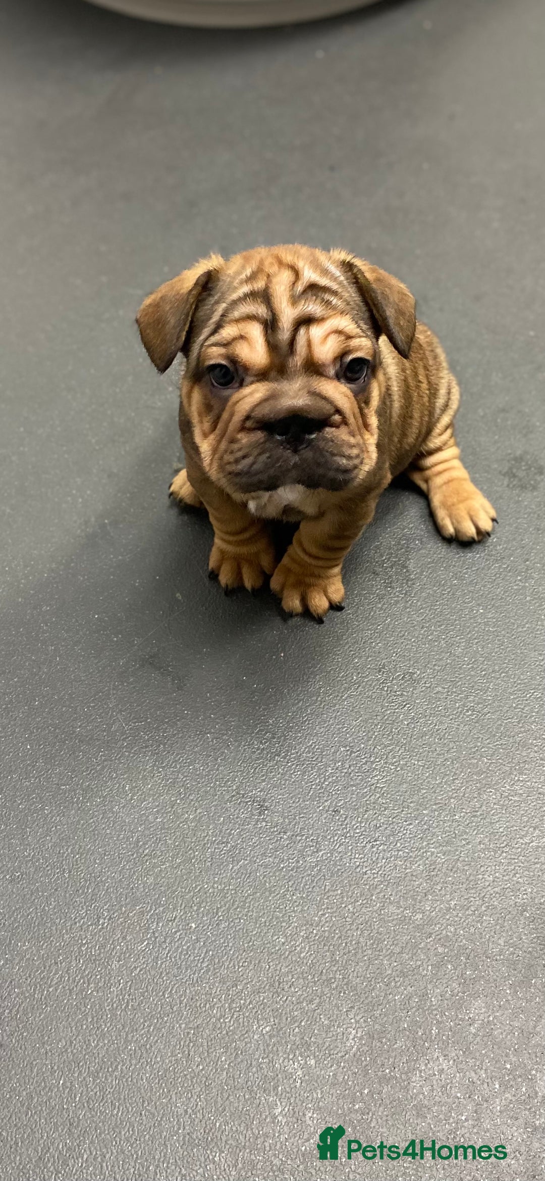 French Bulldog dogs for sale: 🐾 KC FRENCHIE PUPS 🐾 ready to leave last boy   - Advert 11